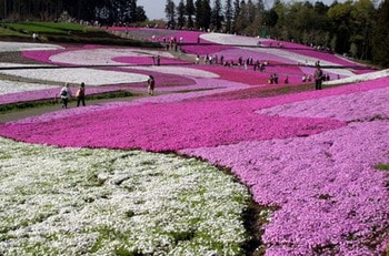 羊山芝桜０１-thumb-400x265-51.jpg