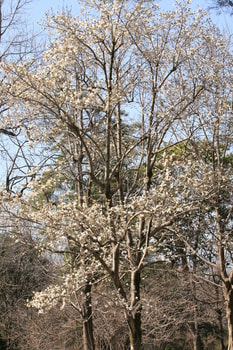 IMG_3576.JPG