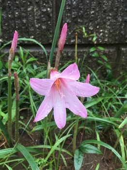 image-thumb-350x262-569.jpg