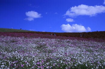 kokia1027.jpg