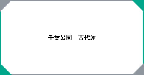 千葉公園　古代蓮